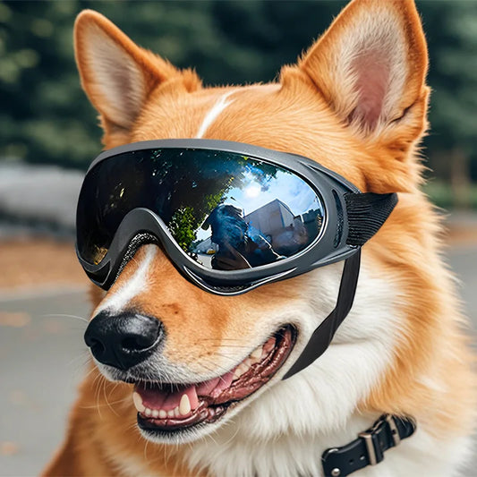 Dog Glasses Outdoor